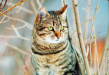 Modern sanatta kediler