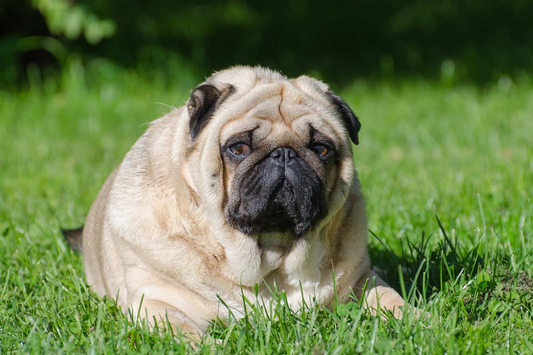 Köpeğinizi obeziteden koruyun! Köpeğinizi obeziteden koruyun!