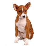 Basenji