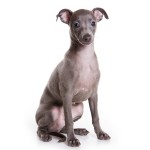 Italian Greyhound