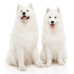 Samoyed