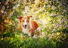 Köpeklerde bahar alerjisi… Köpeklerde bahar alerjisi...