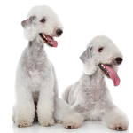 Bedlington Terrier