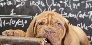 Köpek eğitim ipuçları