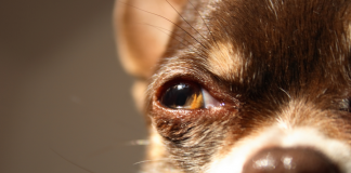 Köpeğim kör olabilir mi? Köpeğim kör olabilir mi?