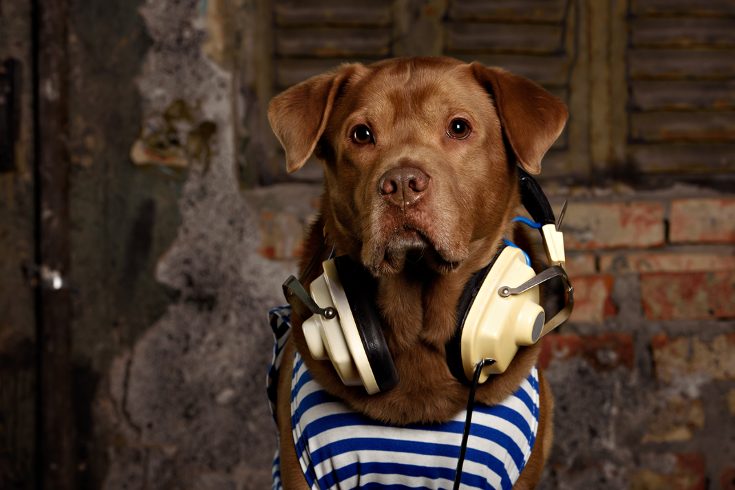 Köpekler müzik dinlemekten hoşlanır mı?