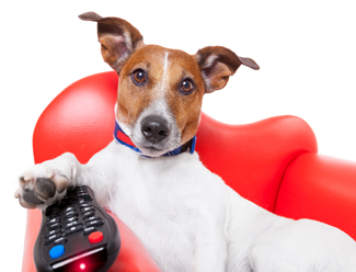Köpekler televizyon seyreder mi?
