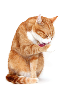 Kedimi yıkamalı mıyım?