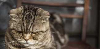 Kedi ve köpeklerde hipertansiyon hakkında bilinmeyenler… Kedi ve köpeklerde hipertansiyon hakkında bilinmeyenler...