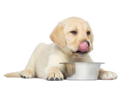 Köpeklerde su tüketimi