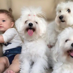 Lila, Çilek, Herkül ve Casper