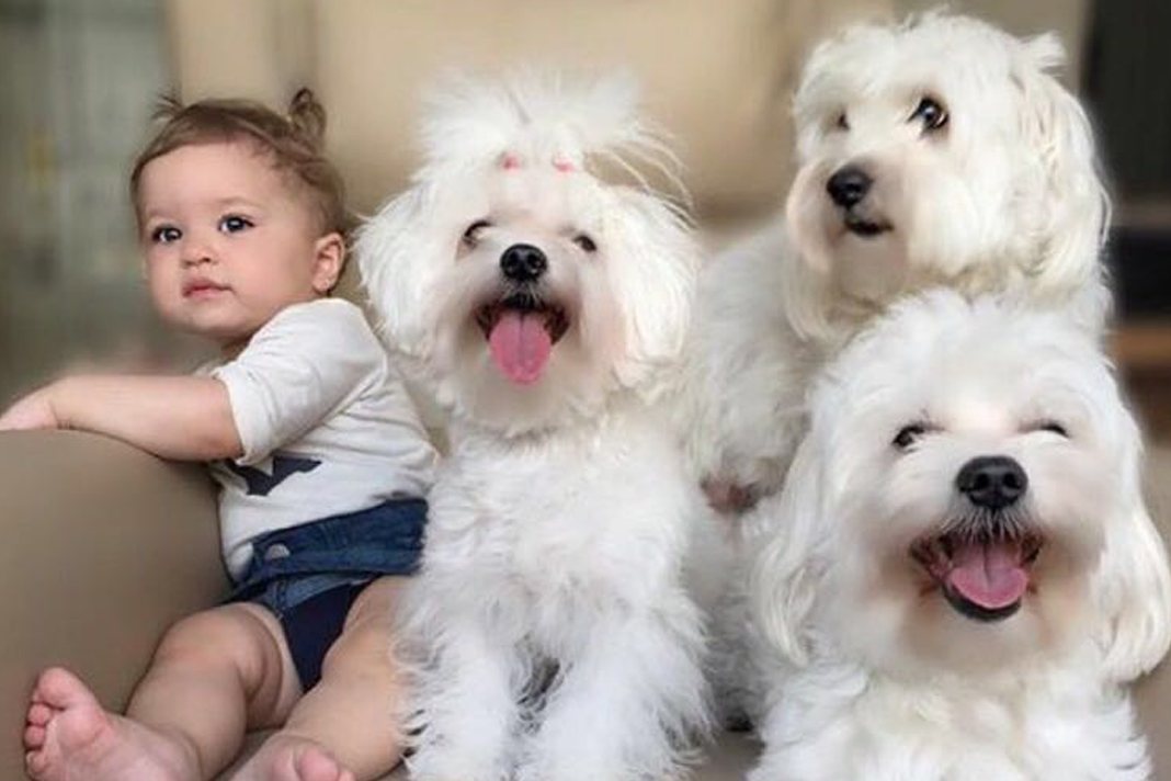 Lila, Çilek, Herkül ve Casper