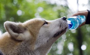 Sıcak havalarda köpeklerde su tüketimine dikkat!