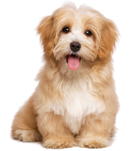Köpeğim neden yüzümü yalıyor?