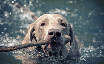 Bütün köpekler yüzebilir mi?