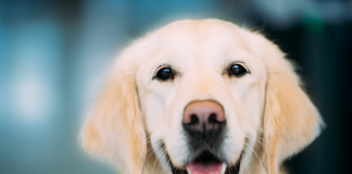 Köpeğinizin ağzının mis gibi kokması için… Köpeğinizin ağzının mis gibi kokması için...