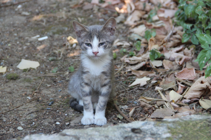 Yüreği ve göbeği kocaman kedi Çıt Çıt