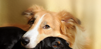 İkinci bir köpek sahiplenmeden önce… İkinci bir köpek sahiplenmeden önce...
