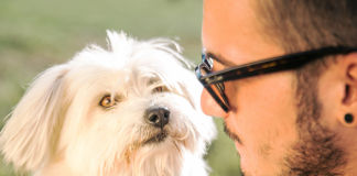 Köpeğinizin söyleyemediği 8 gerçek! Köpeğinizin söyleyemediği 8 gerçek!