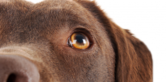 Kedi ve köpeklerde göz sağlığı ihmale gelmez! Kedi ve köpeklerde göz sağlığı ihmale gelmez!