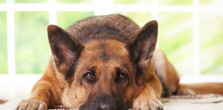 Yerler köpeğiniz için çok mu kaygan? Yerler köpeğiniz için çok mu kaygan?