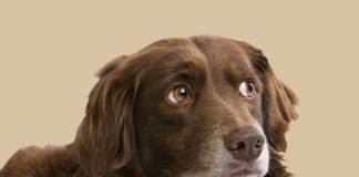 Köpekler konuşmaya mı başlıyor? Köpekler konuşmaya mı başlıyor?