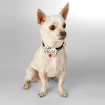 Bebek kadar hassas petler için; Lulu’s Pet Couture