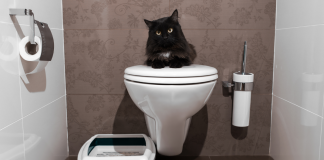 Kumundan vazgeçen kedi mi olur? Kumundan vazgeçen kedi mi olur?