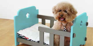 Cool petler için alışverişin adresi, Petza! Cool petler için alışverişin adresi, Petza!