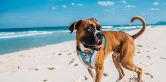 Köpeğinizin karakteri Zee Dog ile tasmasına yansısın! Köpeğinizin karakteri Zee Dog ile tasmasına yansısın!