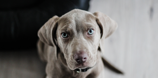 Köpeklerde kanser ve daha fazlası… Köpeklerde kanser ve daha fazlası...