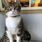 kedi1