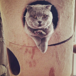 kedi2