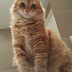 kedi3