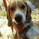 odie2