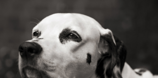 Köpeklerde önemli bir kalp hastalığı; DCM Köpeklerde önemli bir kalp hastalığı; DCM
