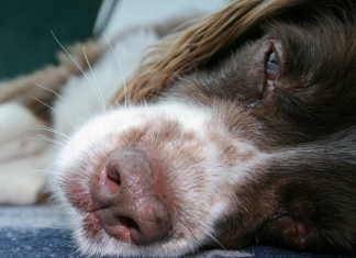 Köpekler nasıl ağlar? Köpekler nasıl ağlar?