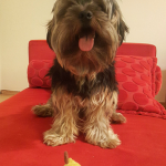 leo