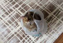 Hayatımdaki boşluğu Mişa doldurdu- Özge Baylan Özge Baylan