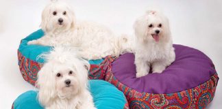 GK design by Gonca Kaya tasarımlarıyla herkes mutlu! GK design by Gonca Kaya tasarımlarıyla hayvanlar mutlu, sahipleri mutlu!