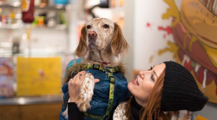 Köpekler aynanız gibidir- Ceren Akdağ Köpekler aynanız gibidir- Ceren Akdağ