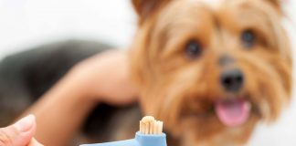 Köpeklerin dişleri nasıl fırçalanmalıdır? Köpeklerin dişleri nasıl fırçalanmalıdır?