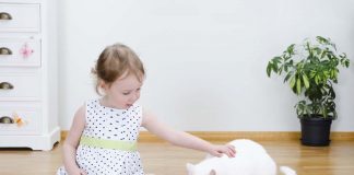 Kedi mamalarında karbonhidrat ve önemi… Kedi mamalarında karbonhidrat ve önemi...