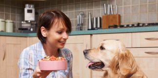 Yaşlı köpeğimi nasıl beslemeliyim? Yaşlı köpeğimi nasıl beslemeliyim?