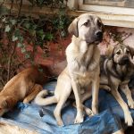 Hayvanseverlerin desteğiyle ayakta kalan yer; Melek Barınağı