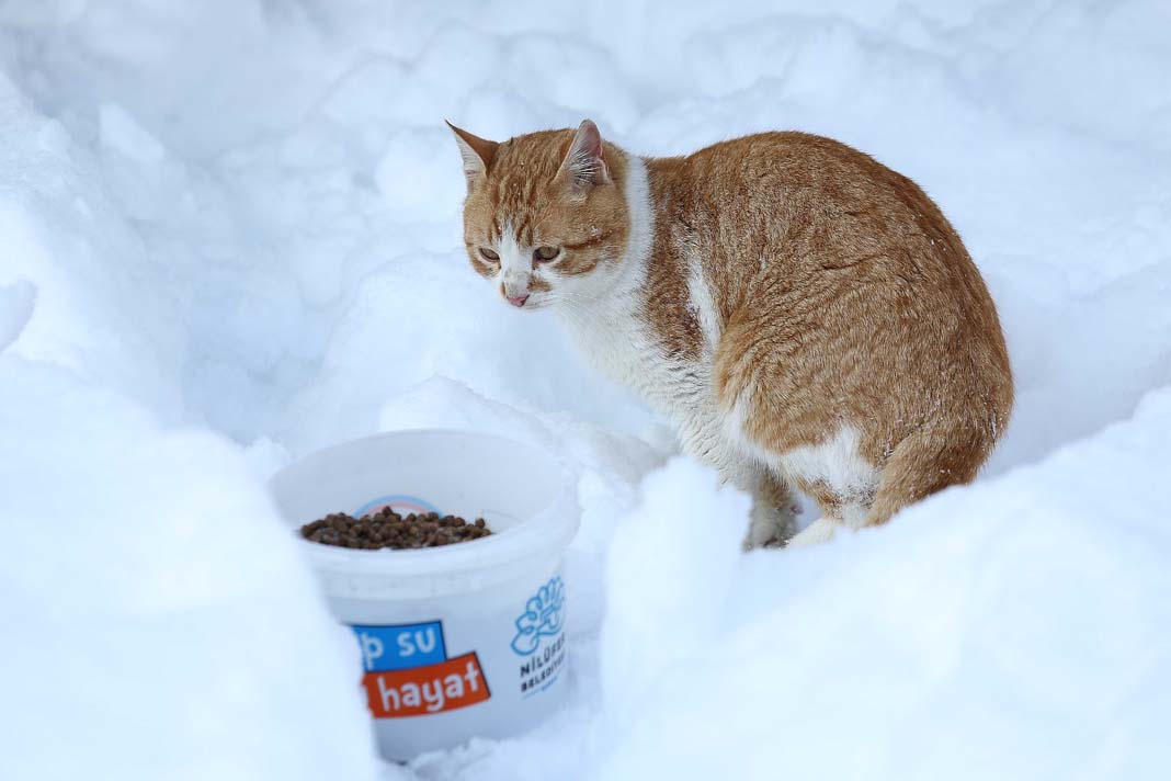 Nilüfer Belediyesi ve gönüllü hayvansever dayanışması