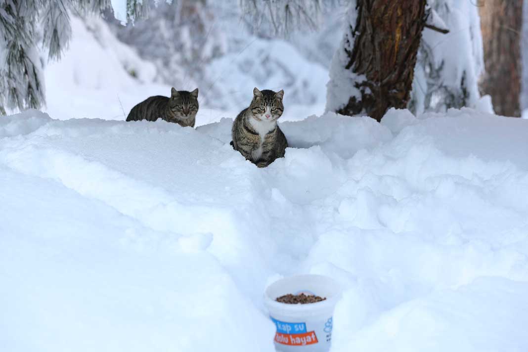Nilüfer Belediyesi ve gönüllü hayvansever dayanışması