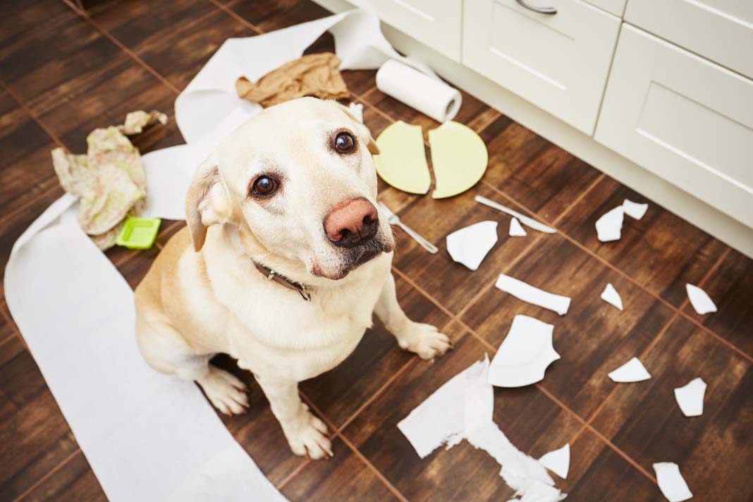 Tuvalet kağıdını parçalayan köpeklere yaklaşım