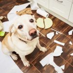 Tuvalet kağıdını parçalayan köpeklere yaklaşım