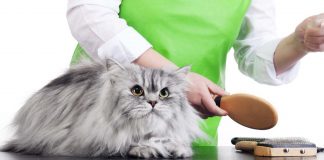 Tüy yumakları ve kediler Tüy yumakları ve kediler